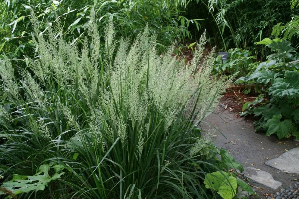 Korean Feather Reed Grass