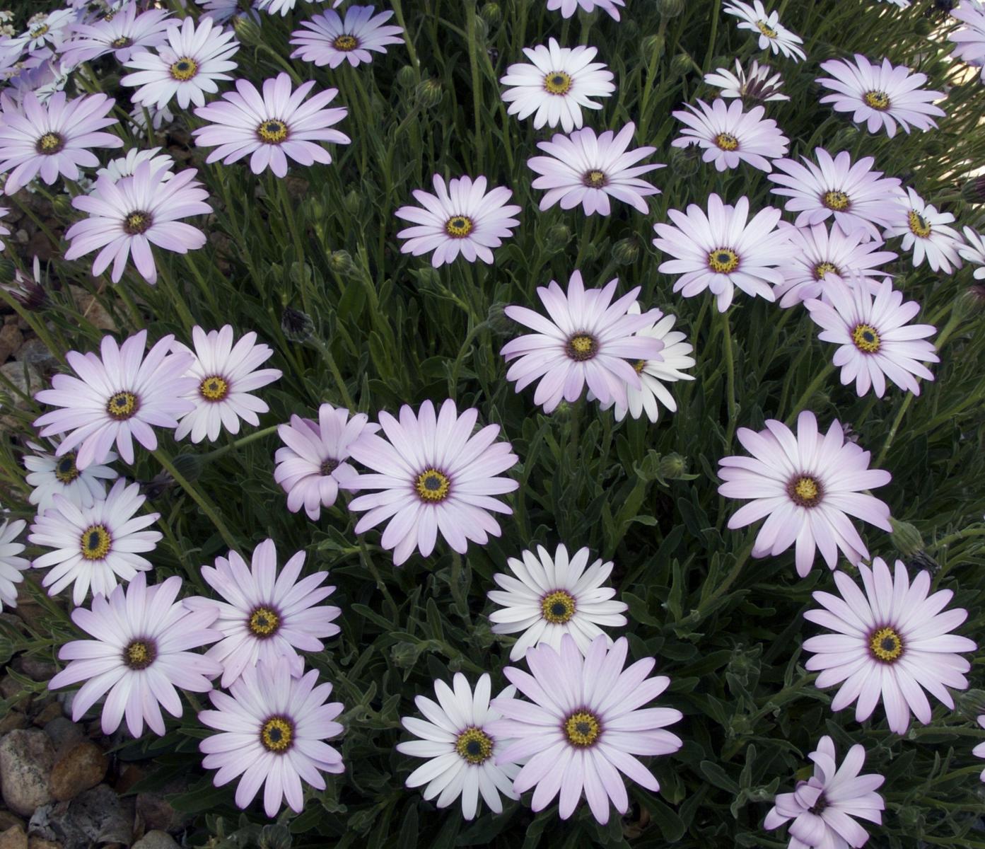 LAVENDER MIST® Sun Daisy