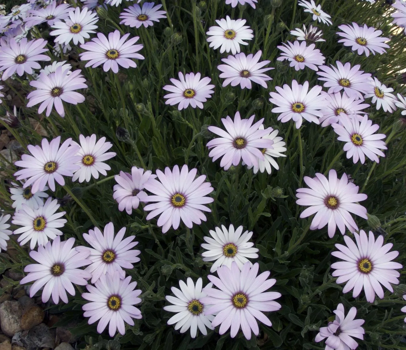 LAVENDER MIST® Sun Daisy