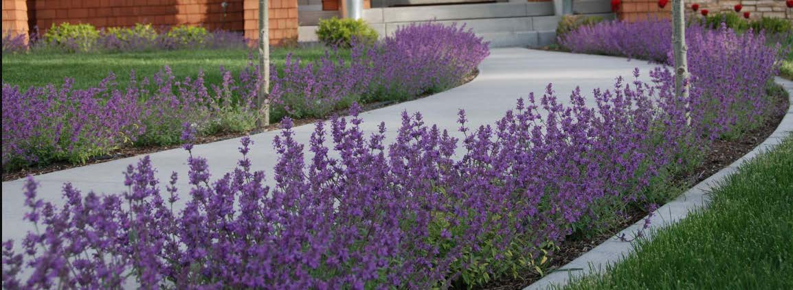 LITTLE TRUDY® Catmint