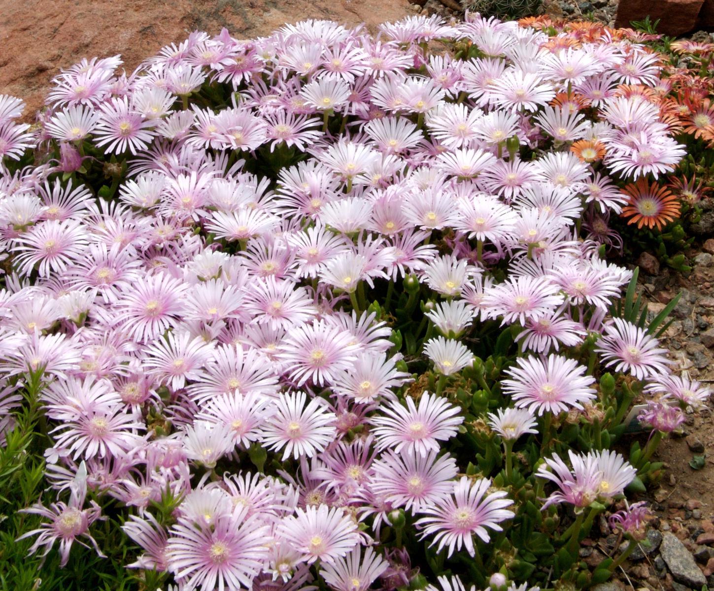 Lavender Ice® Ice Plant
