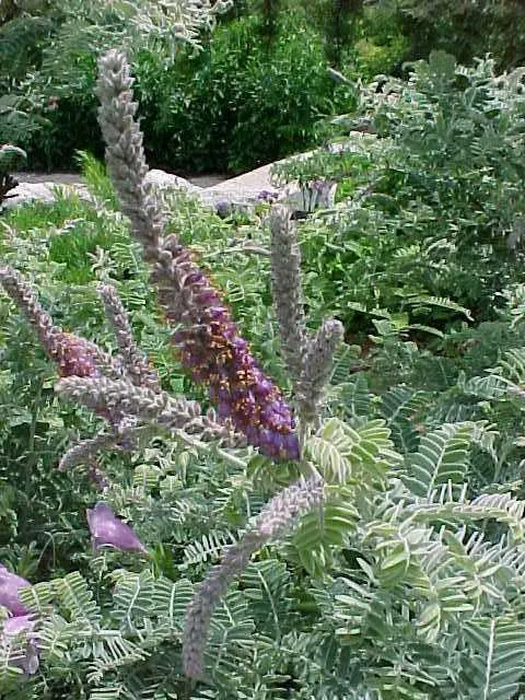 Leadplant
