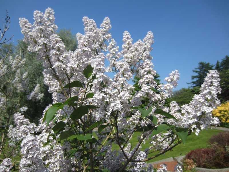 Lilacs
