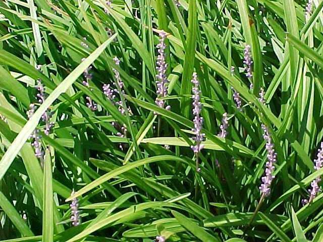 Lilyturf