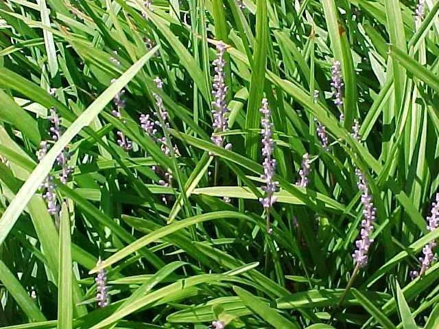 Lilyturf