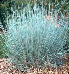 Little Bluestem