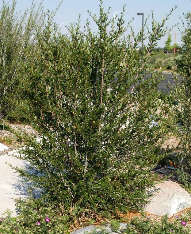 Littleleaf Mountain Mahogany