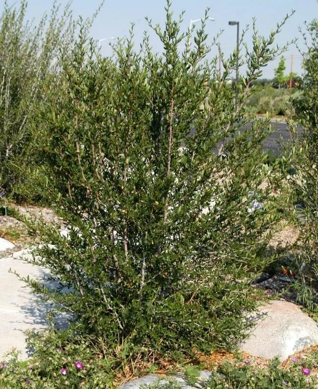 Littleleaf Mountain Mahogany