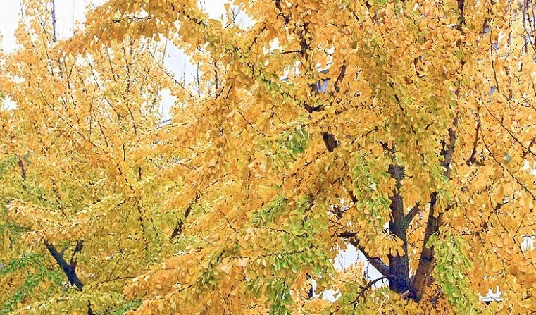 Maidenhair Tree