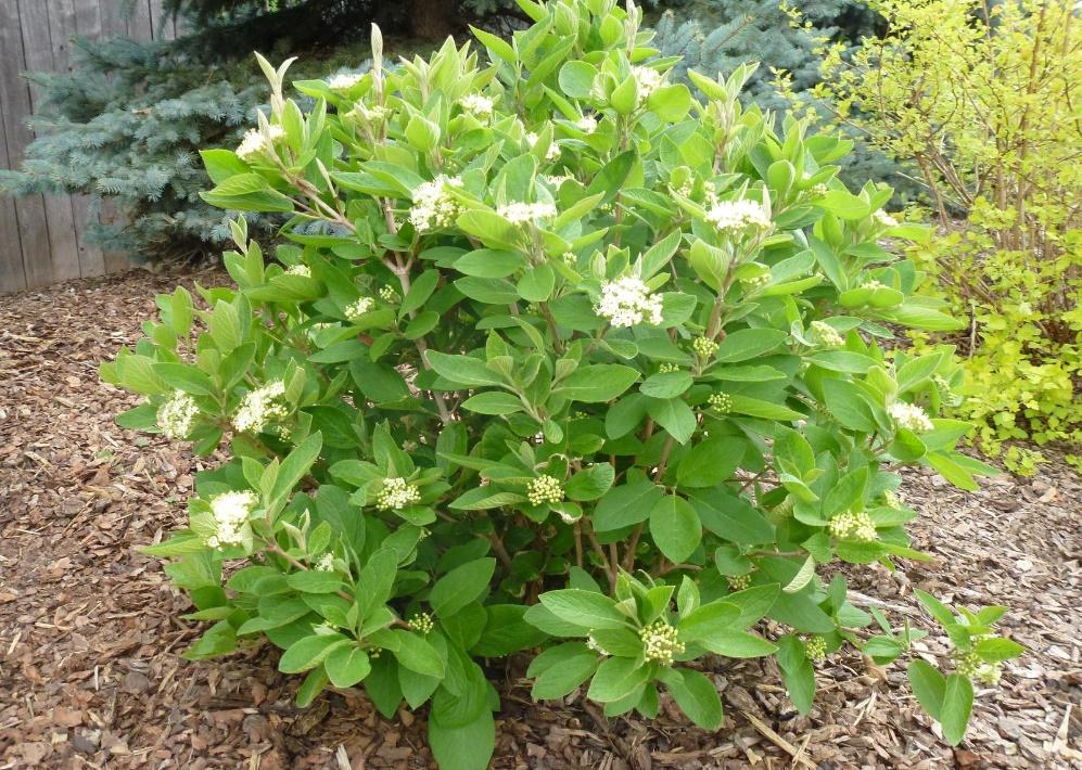 Mini Man™ Dwarf Manchurian Viburnum