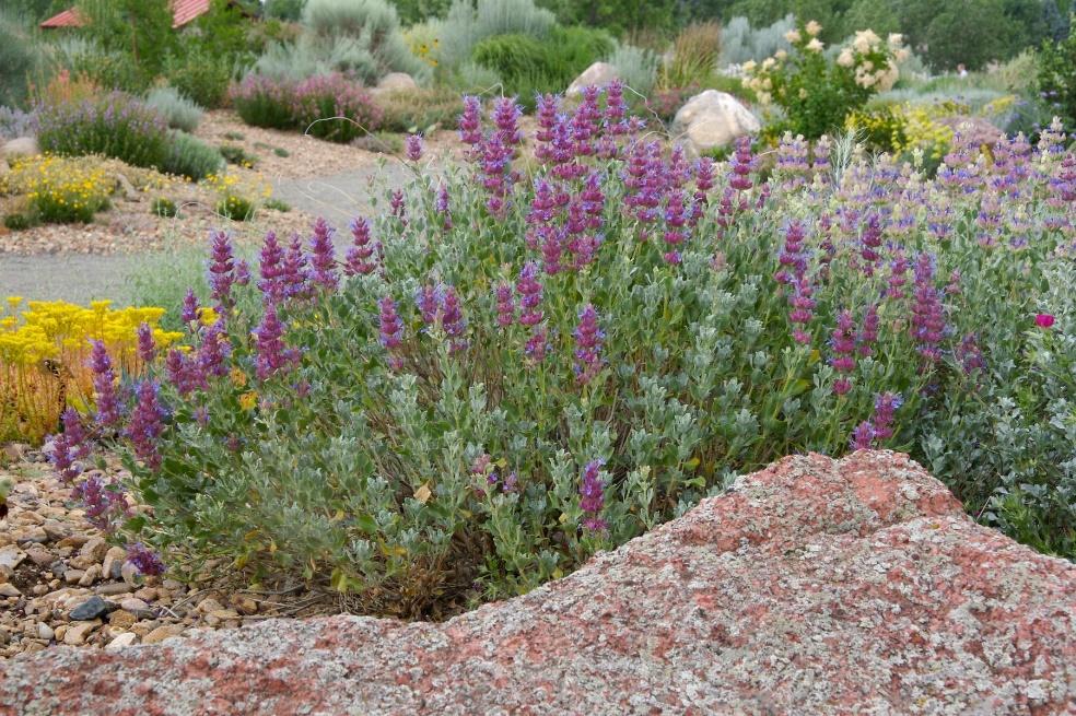 Mojave Sage