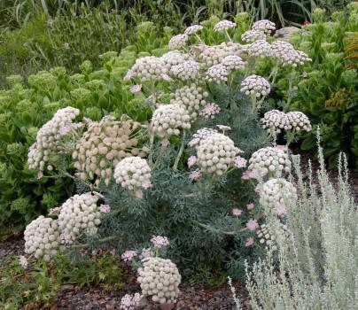 Moon Carrot