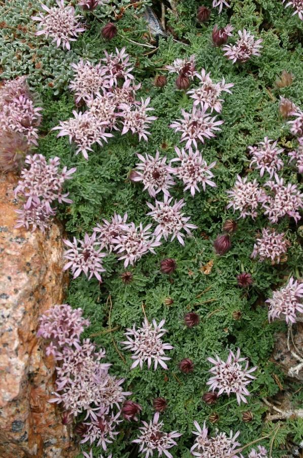 Moroccan Pincushion Flower