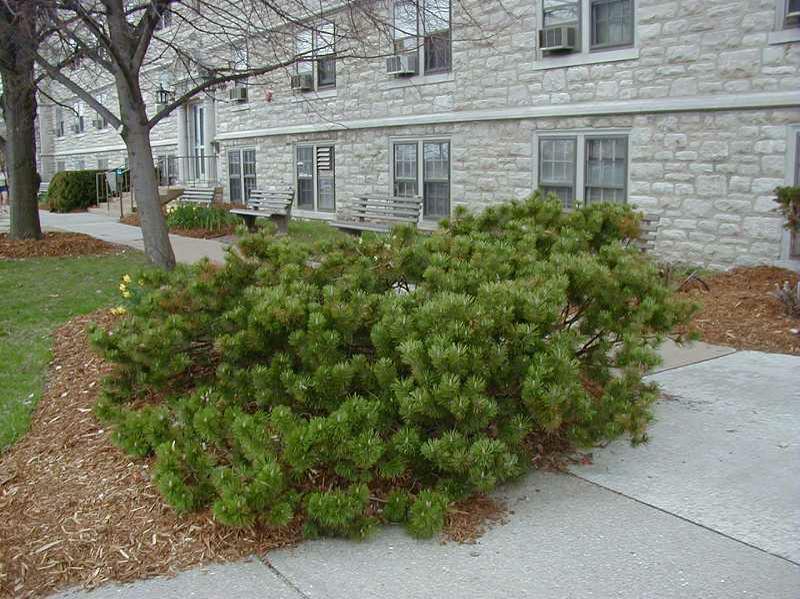 Mugo Pine