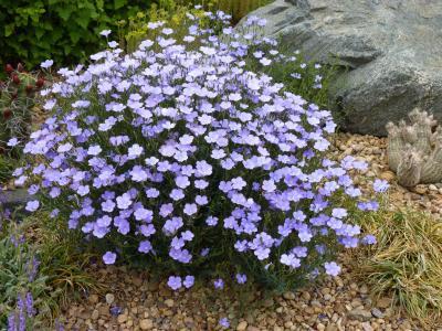 Narbonne Blue Flax