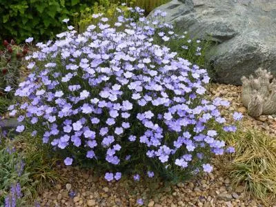 Narbonne Blue Flax