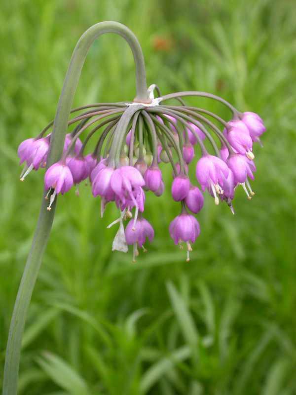 Nodding Onion