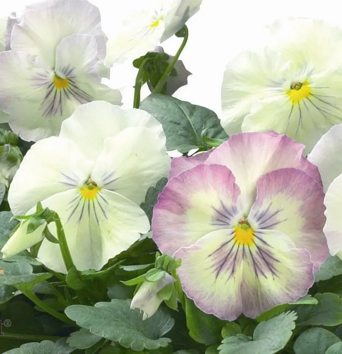 Northern Lights Pansy