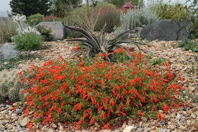 ORANGE CARPET® Hummingbird Trumpet