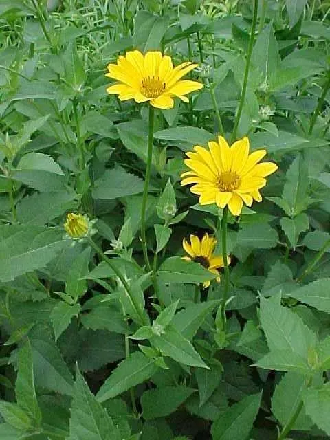 Oxeye