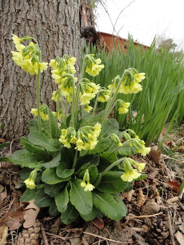 Oxlip Primrose
