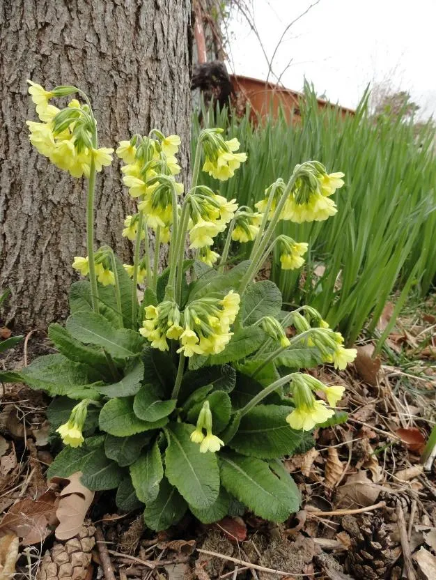 Oxlip Primrose