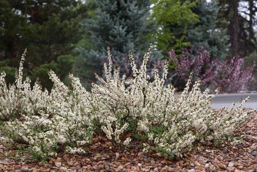 PAWNEE BUTTES® Sand Cherry