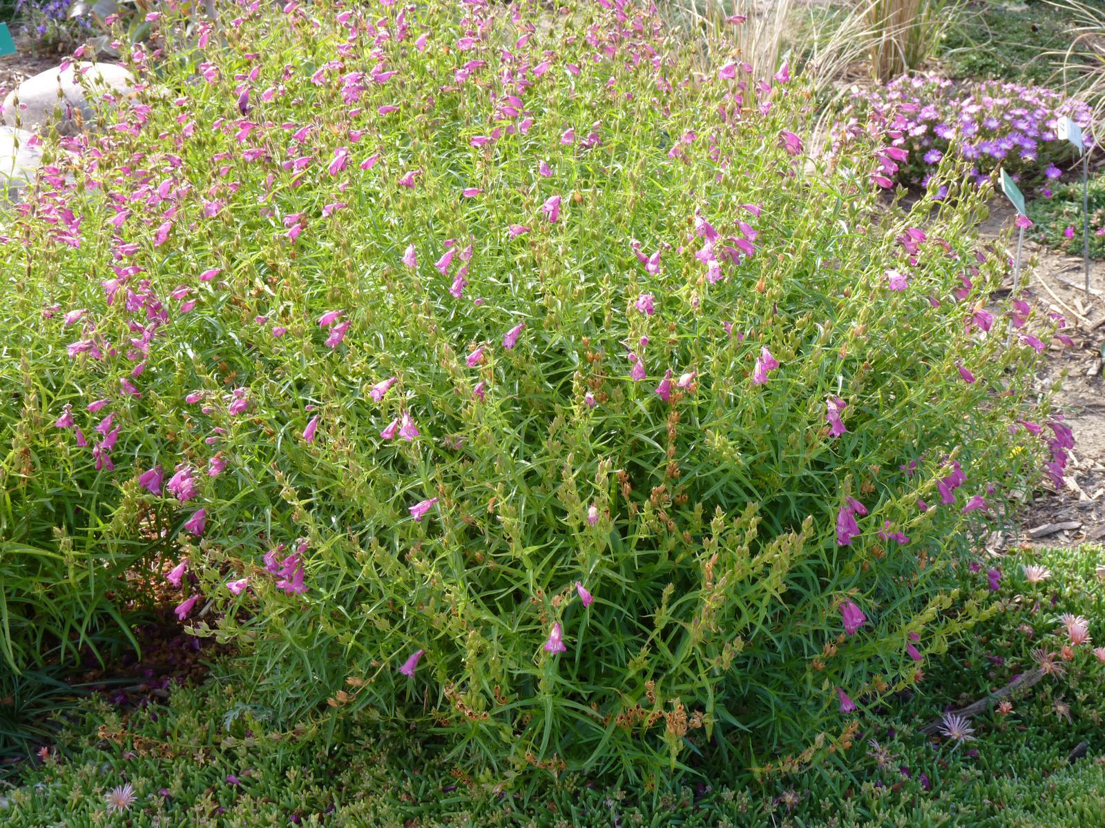 PIKES PEAK PURPLE® Penstemon