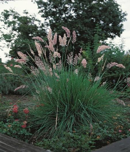 PINK CRYSTALS® Ruby Grass