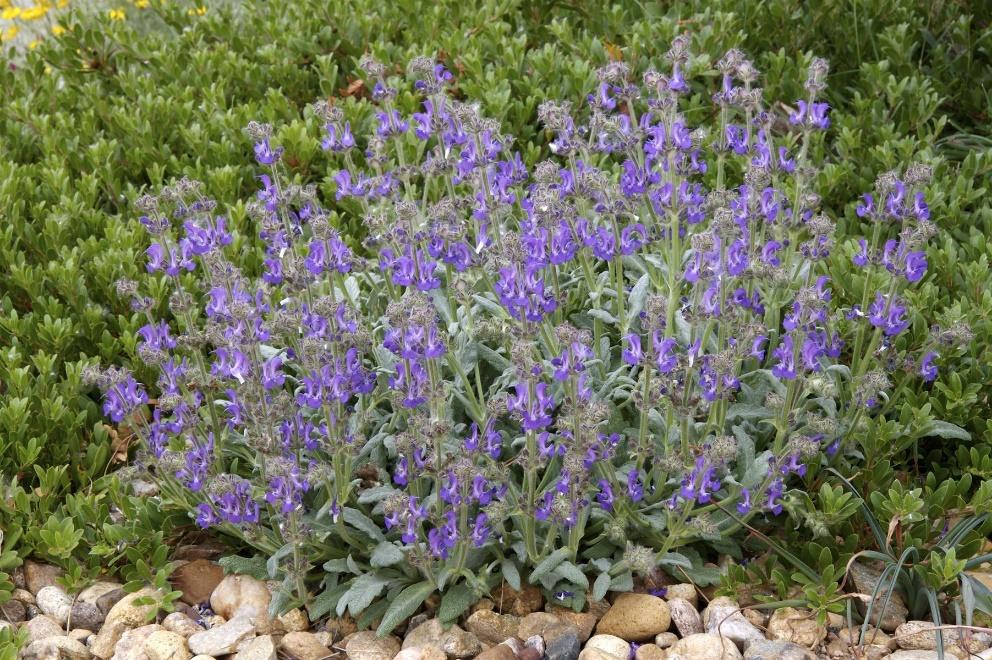 PLATINUM® Sage