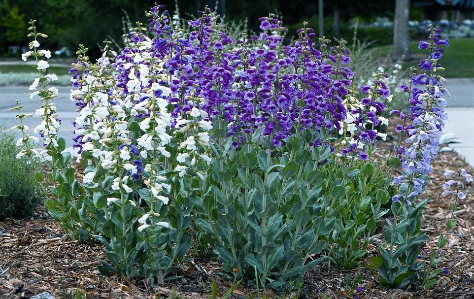 PRAIRIE JEWEL® Penstemon