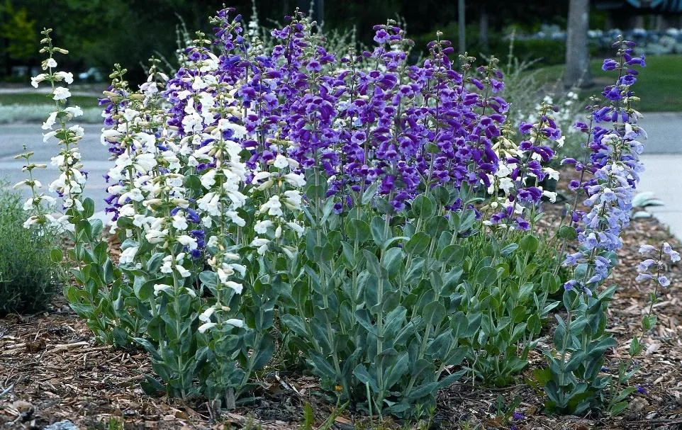 PRAIRIE JEWEL® Penstemon