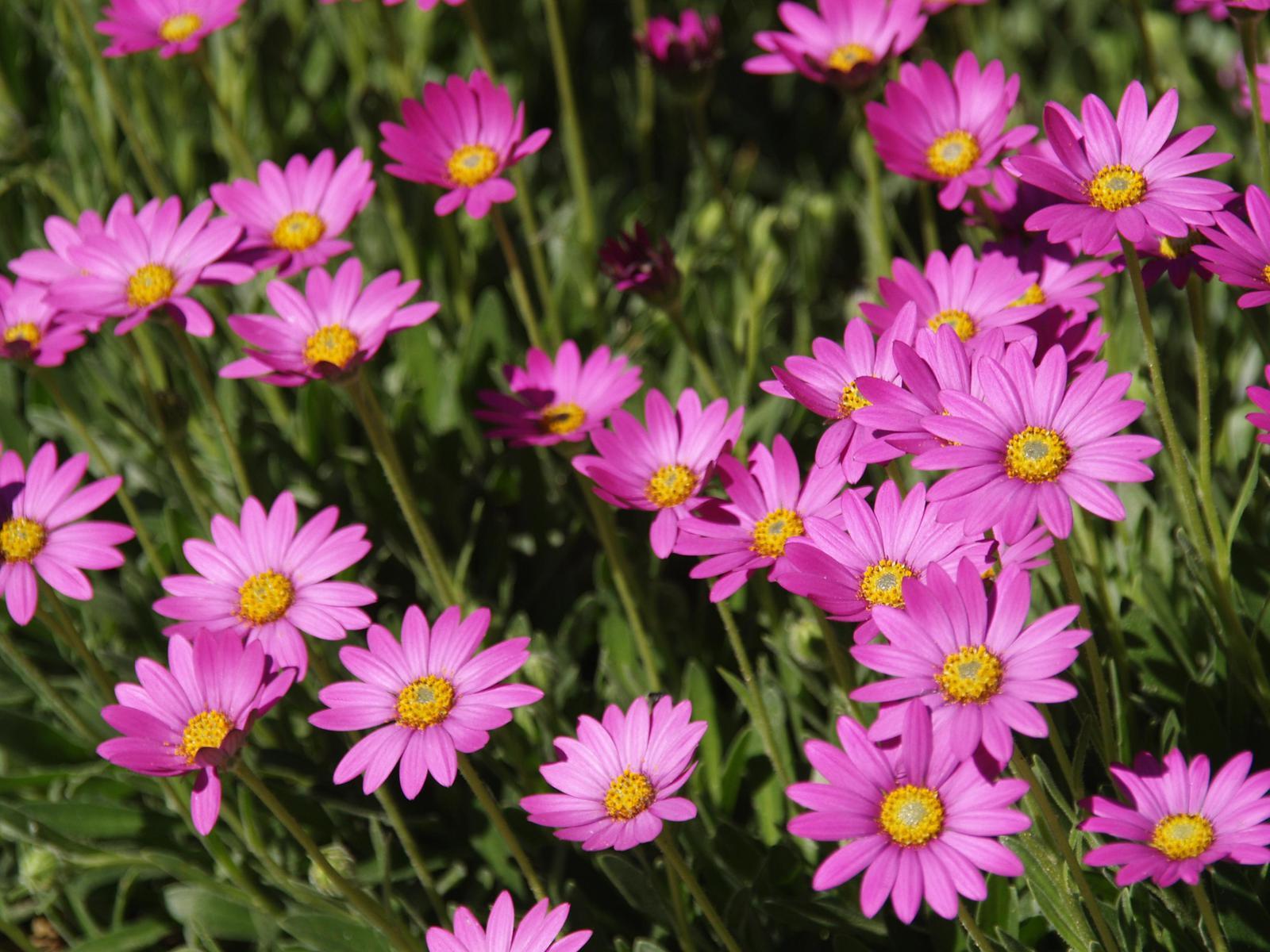 PURPLE MOUNTAIN® Sun Daisy