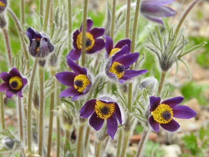 Pasqueflower