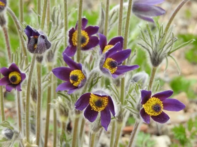 Pasqueflower