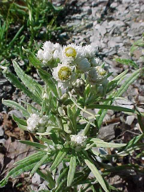 Pearly Everlasting