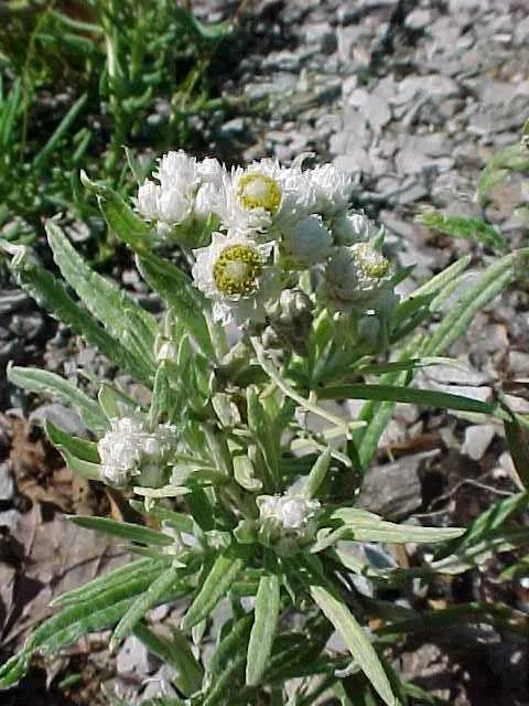 Pearly Everlasting