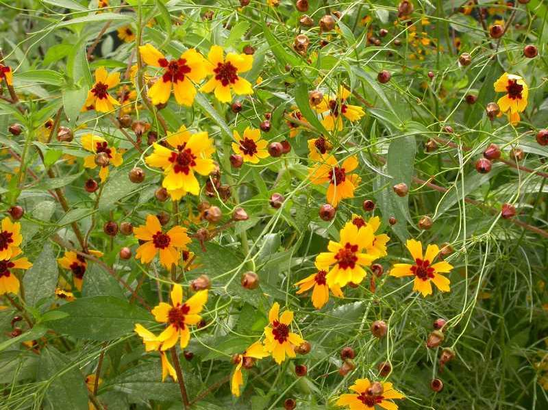 Plains Coreopsis