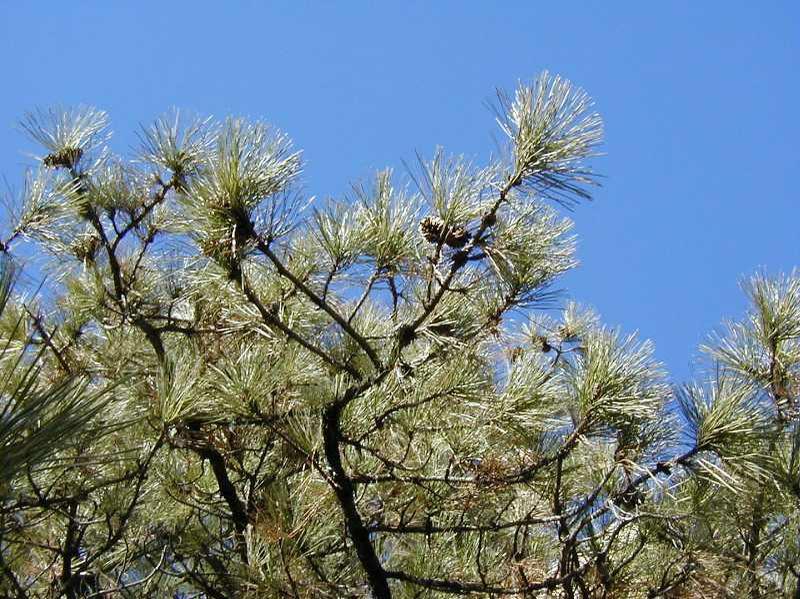 Ponderosa Pine