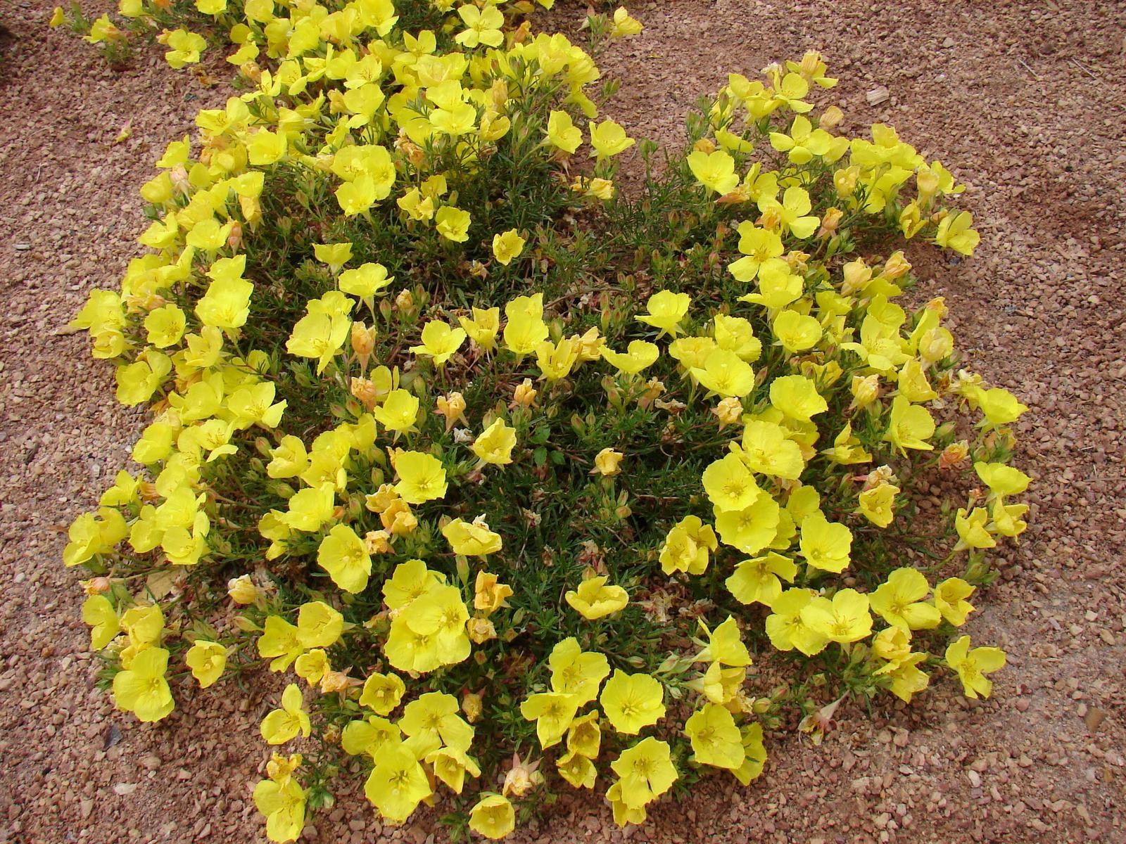 Prairie Lode Sundrops