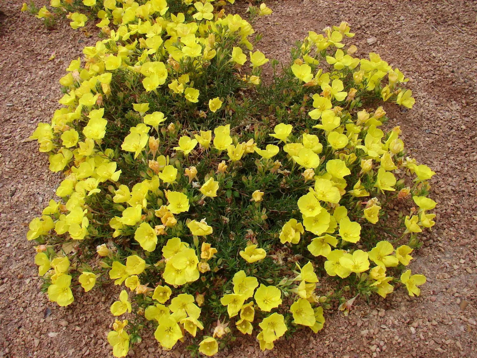 Prairie Lode Sundrops