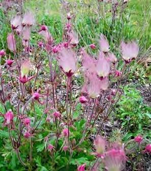 Prairie Smoke