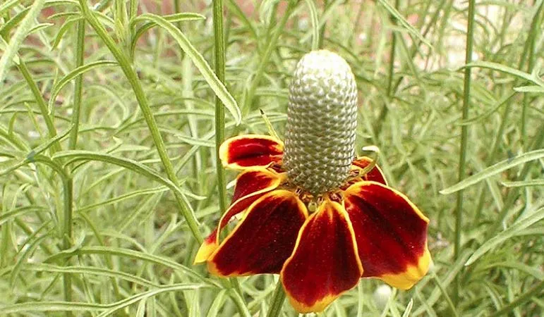 Prairie Coneflower