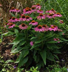 Purple Coneflower
