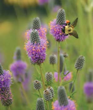 Purple Prairie Clover