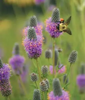 Purple Prairie Clover