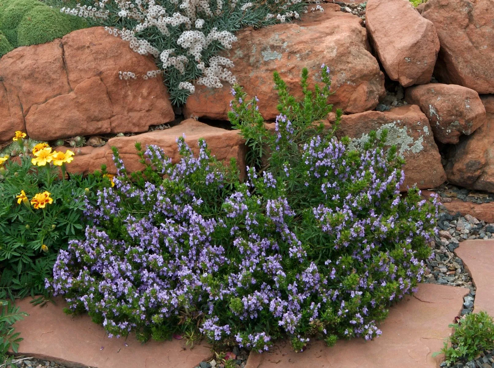 Purple Winter Savory