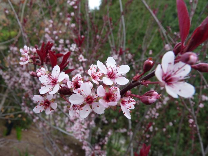 Purpleleaf Sand Cherry