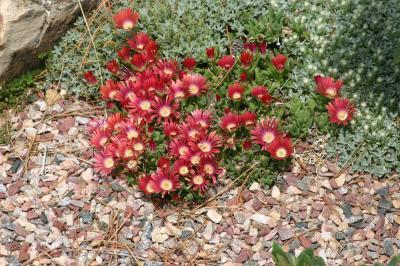 RED MOUNTAIN® Ice Plant
