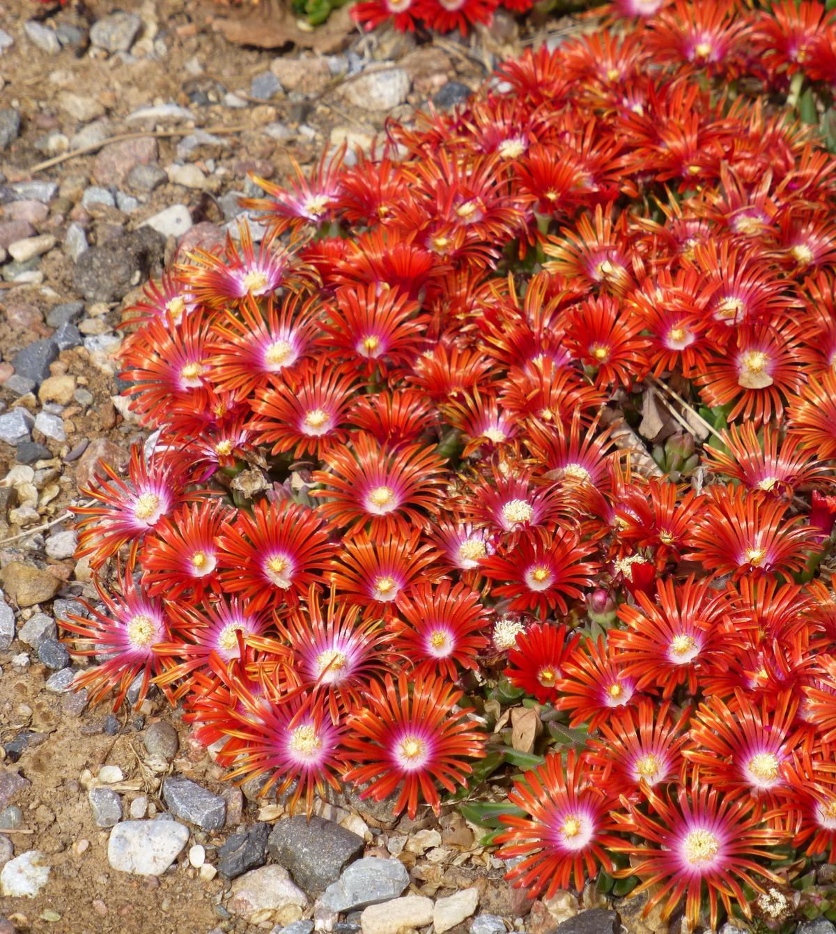RED MOUNTAIN® Flame Ice Plant
